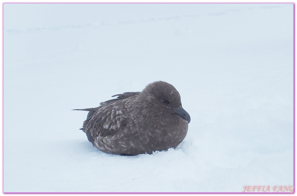 南極Antarctica,南極旅遊,多里安灣 Dorian Bay,庫佛維爾島Cuverville island,極地之旅,達莫角 Damoy Point,鳳凰旅遊,龐洛PONANT郵輪星輝號LE LYRIAL