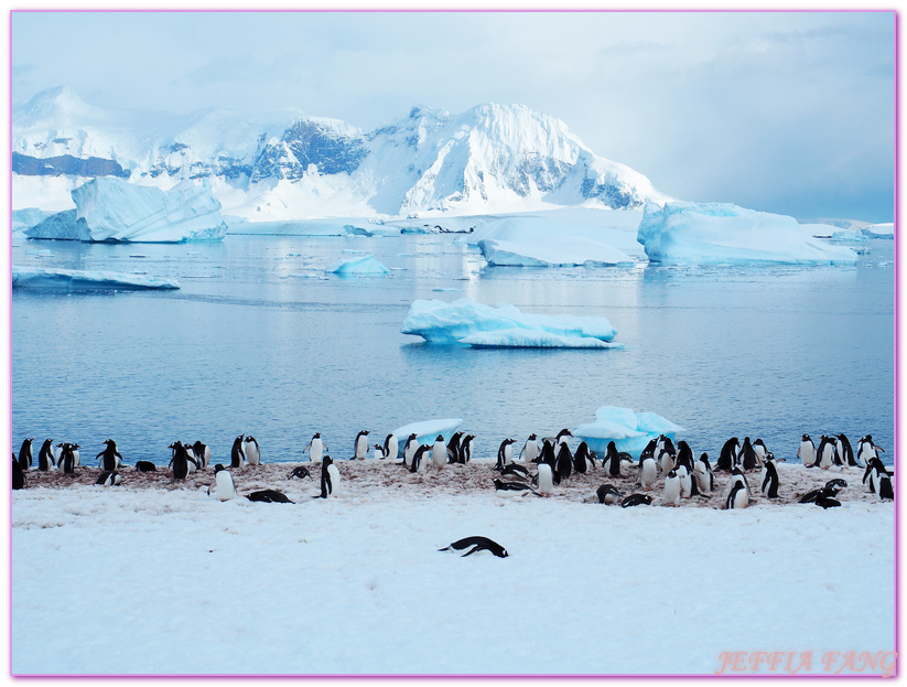 南極Antarctica,南極旅遊,多里安灣 Dorian Bay,庫佛維爾島Cuverville island,極地之旅,達莫角 Damoy Point,鳳凰旅遊,龐洛PONANT郵輪星輝號LE LYRIAL