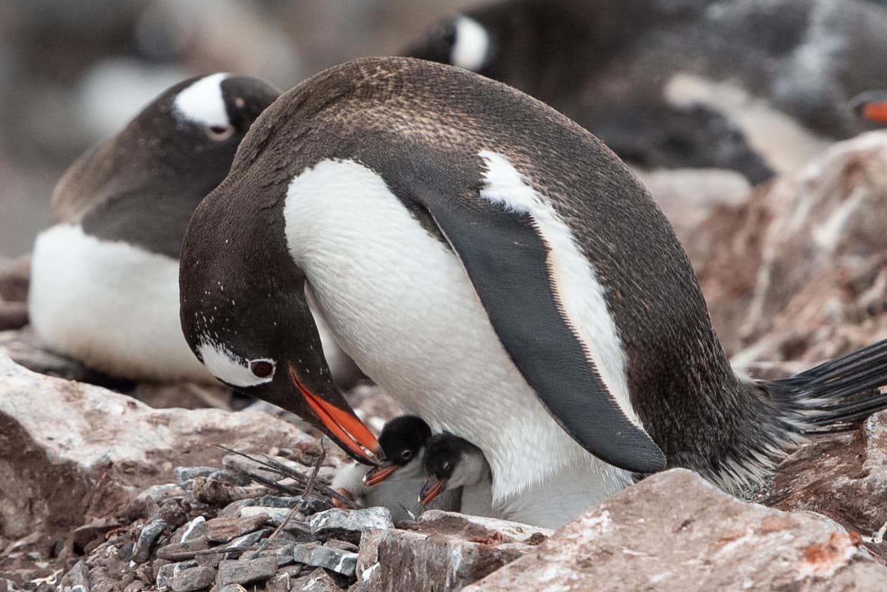 Antarctica,Drake Passage,PONANT LE LYRIAL,南極旅遊,德瑞克海峽,極地之旅,鳳凰旅遊,龐洛郵輪星輝號