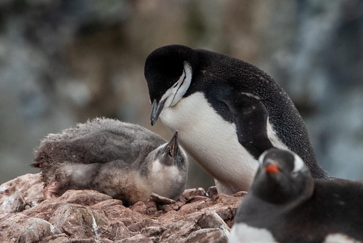 Antarctica,Drake Passage,PONANT LE LYRIAL,南極旅遊,德瑞克海峽,極地之旅,鳳凰旅遊,龐洛郵輪星輝號