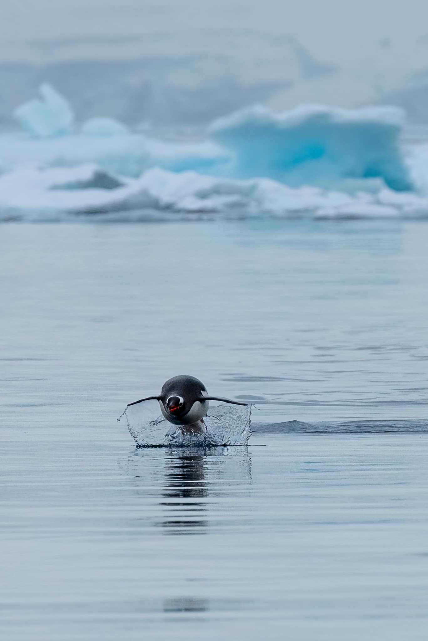 Antarctica,Drake Passage,PONANT LE LYRIAL,南極旅遊,德瑞克海峽,極地之旅,鳳凰旅遊,龐洛郵輪星輝號