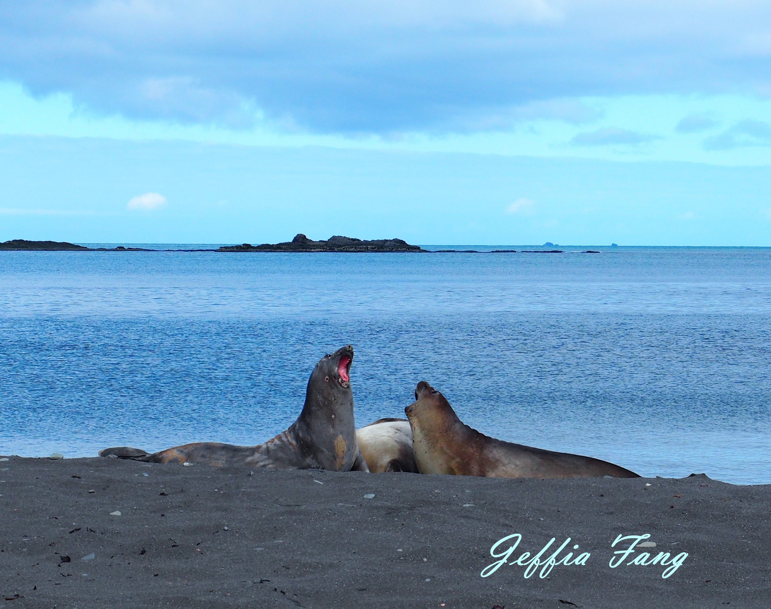 Antarctica,企鵝島Penguin Island,利文斯頓島Livingston Island,南極巡遊,南極旅遊,南極登島,南設得蘭群島South Shetlands,星輝號Le Lyrial,極地之旅,欺騙島,沃克灣漢那角Walker Bay in Hannah Point,特勒風灣Telefon Bay,迪塞普遜島Deception Island,迪肯峰Deacon Peak,鳳凰旅遊,龐洛PONANT郵輪