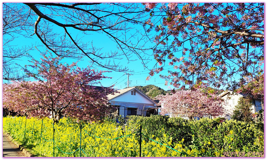 Izu Peninsula,Kawazu,Shizuoka,伊豆半島,日本中部地方,日本女兒節,日本旅遊,東伊豆町觀光協會,河津櫻,河津町,素盞鳴神社,雛祭,靜岡