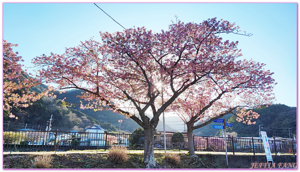 Izu Peninsula,Kawazu,Shizuoka,伊豆半島,日本中部地方,日本女兒節,日本旅遊,東伊豆町觀光協會,河津櫻,河津町,素盞鳴神社,雛祭,靜岡