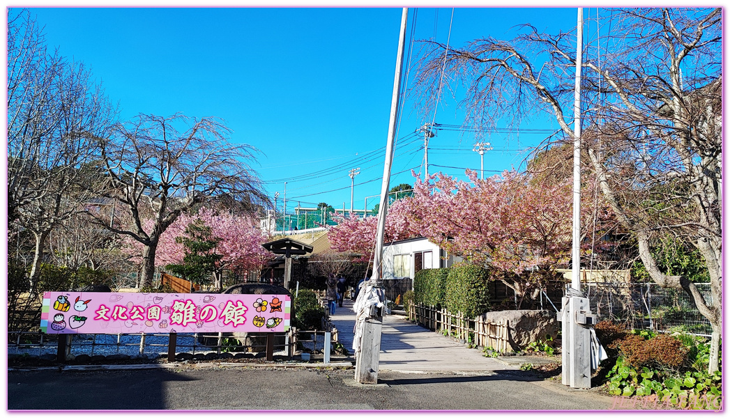 HIGASHI IZU,INATORI,伊豆半島IZU PENINSULA,文化公園雛之館,日本女兒節,日本旅遊,東伊豆町,稻取,素盞鳴神社,雛吊飾,雛祭,靜岡SHIZUOKA