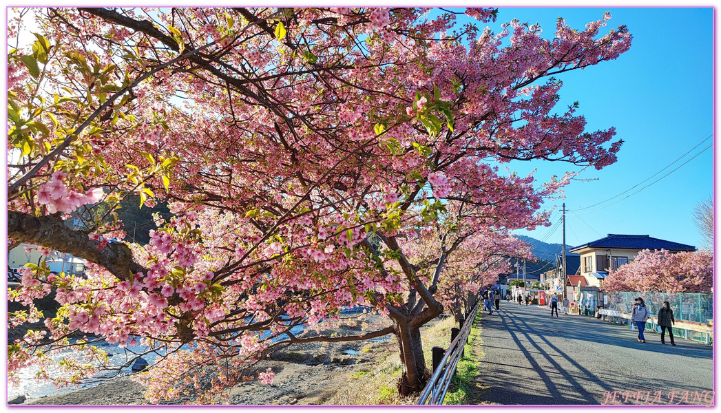 Izu Peninsula,Kawazu,Shizuoka,伊豆半島,日本中部地方,日本女兒節,日本旅遊,東伊豆町觀光協會,河津櫻,河津町,素盞鳴神社,雛祭,靜岡