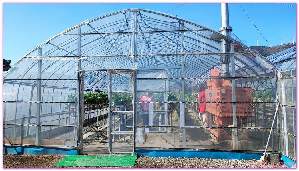 ストロベリーファーム,伊豆半島,太田農園,採草莓,日本旅遊,東伊豆町觀光協會,靜岡縣