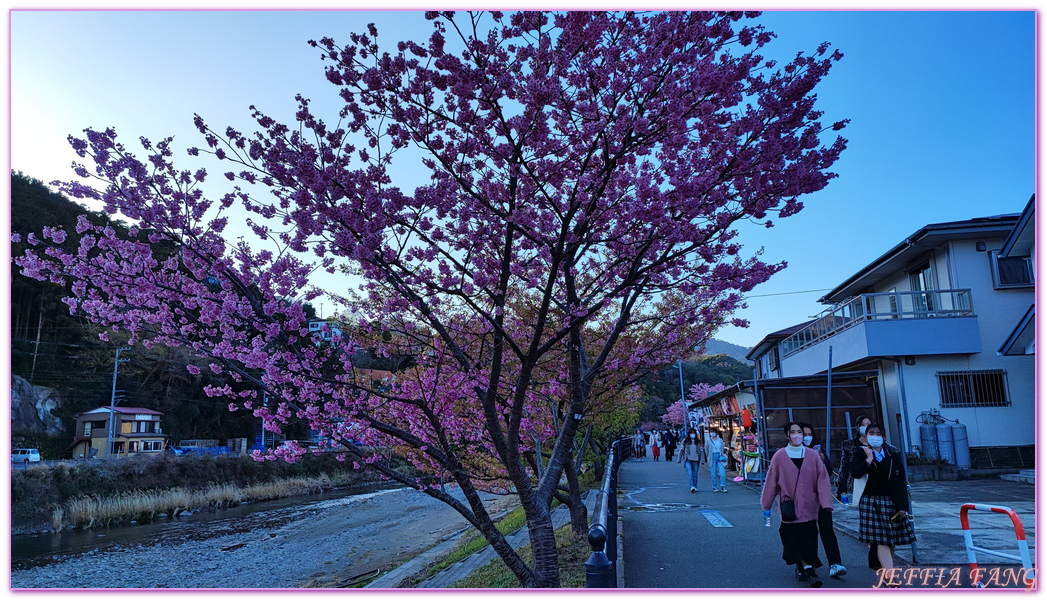 Izu Peninsula,Kawazu,Shizuoka,伊豆半島,日本中部地方,日本女兒節,日本旅遊,東伊豆町觀光協會,河津櫻,河津町,素盞鳴神社,雛祭,靜岡