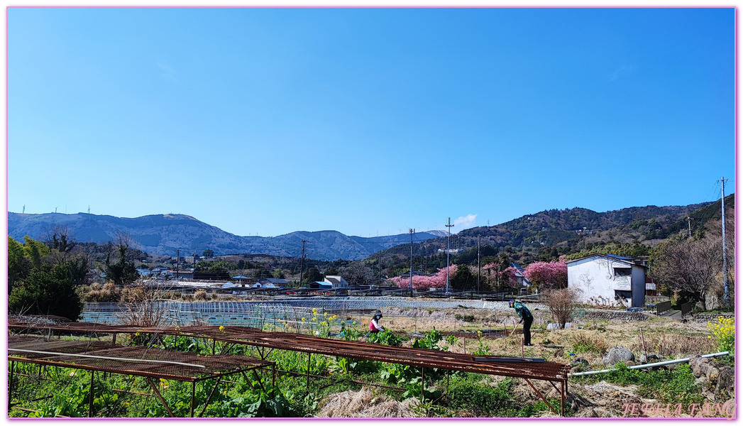 ストロベリーファーム,伊豆半島,太田農園,採草莓,日本旅遊,東伊豆町觀光協會,靜岡縣