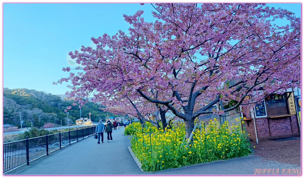 Izu Peninsula,Kawazu,Shizuoka,伊豆半島,日本中部地方,日本女兒節,日本旅遊,東伊豆町觀光協會,河津櫻,河津町,素盞鳴神社,雛祭,靜岡