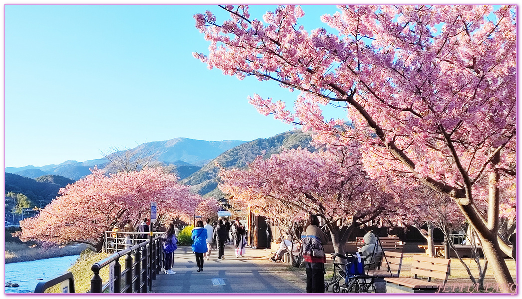 Izu Peninsula,Kawazu,Shizuoka,伊豆半島,日本中部地方,日本女兒節,日本旅遊,東伊豆町觀光協會,河津櫻,河津町,素盞鳴神社,雛祭,靜岡