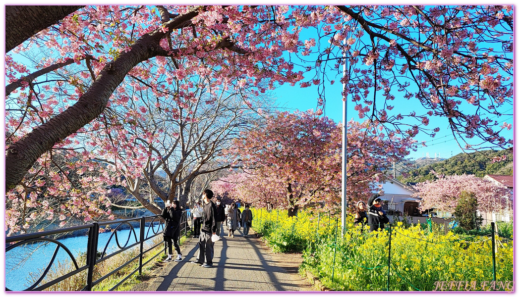 Izu Peninsula,Kawazu,Shizuoka,伊豆半島,日本中部地方,日本女兒節,日本旅遊,東伊豆町觀光協會,河津櫻,河津町,素盞鳴神社,雛祭,靜岡