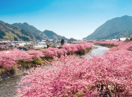 Izu Peninsula,Kawazu,Shizuoka,伊豆半島,日本中部地方,日本女兒節,日本旅遊,東伊豆町觀光協會,河津櫻,河津町,素盞鳴神社,雛祭,靜岡