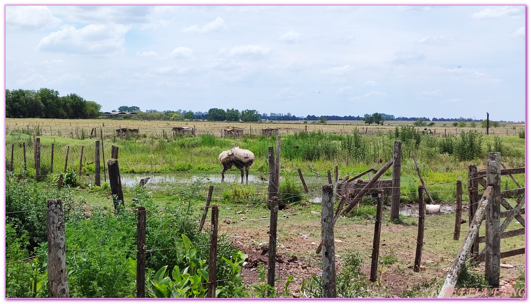 Argentina,Buenos Aires,Estancia Don Silvano,南美洲旅遊,布宜諾斯艾利斯,阿根廷旅遊,高喬人牧場生活