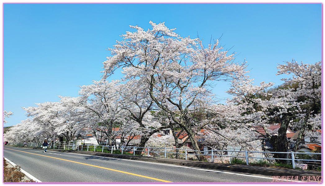 來次神社,山陰,島根縣,斐伊川堤防櫻花大道,日本旅遊,鳥取,鳳凰旅遊