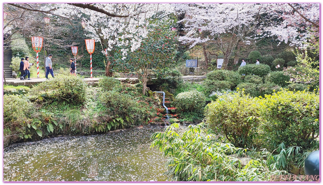 Kurayoshi,TOTTORI,倉吉市,倉吉打吹公園,日本旅遊,日本櫻花名所百選,鳥取