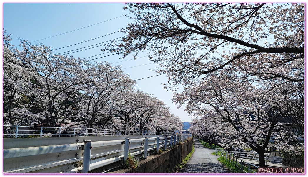 來次神社,山陰,島根縣,斐伊川堤防櫻花大道,日本旅遊,鳥取,鳳凰旅遊