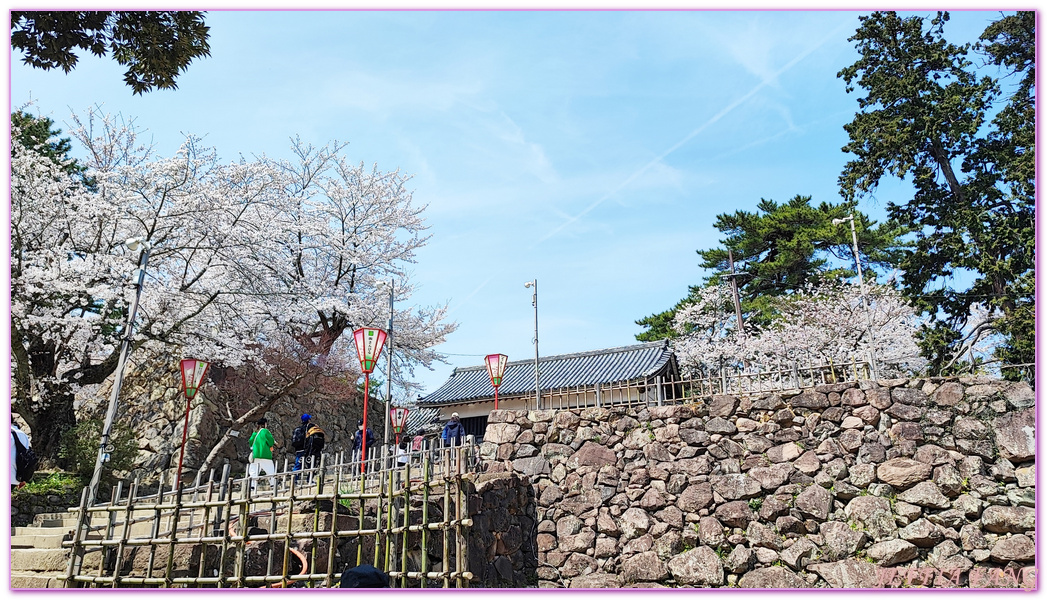 Matsure Castle,Shimane Ken,山陰旅遊,島根縣,日本旅遊,松江城,鳥取