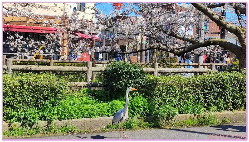 Mizuki Shigeru Road,Sakaiminato,TOTTORI,境港,山陰,日本旅遊,水木茂之路,鳥取,鳥取松葉蟹