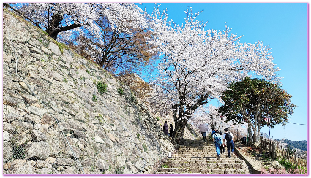 TOTTORI,久松公園,仁風閣,山陰,日本旅遊,日本櫻花百選,日本百選名城,鳥取,鳥取城跡