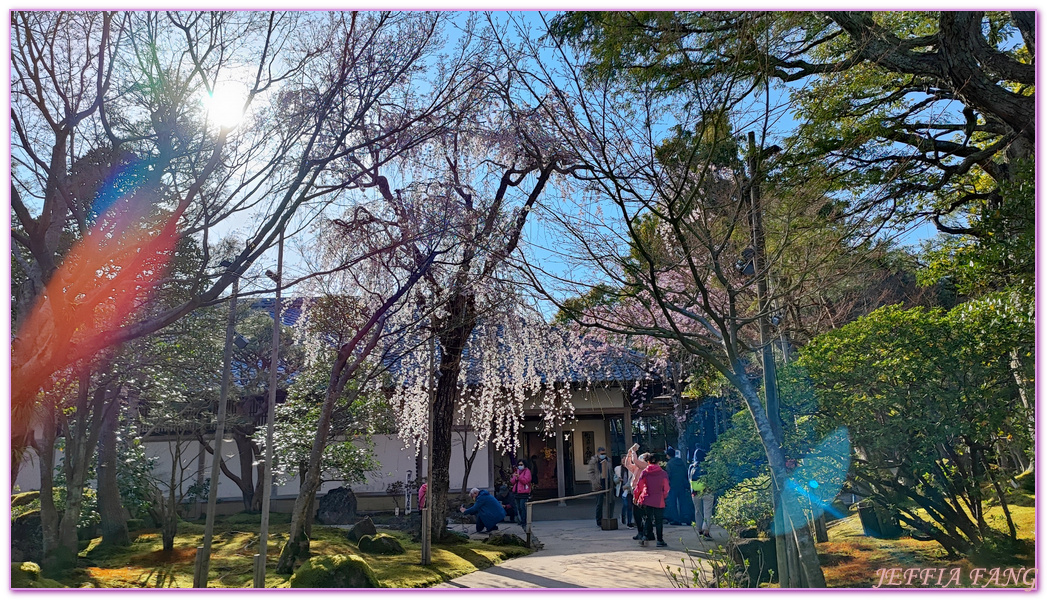 Shimane Ken,YUUSHIEN GARDEN,中國地方,山陰,島根人蔘,島根縣,日本旅遊,由志園,迴遊式庭園