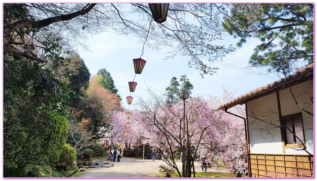 Kurayoshi,TOTTORI,倉吉市,倉吉打吹公園,日本旅遊,日本櫻花名所百選,鳥取