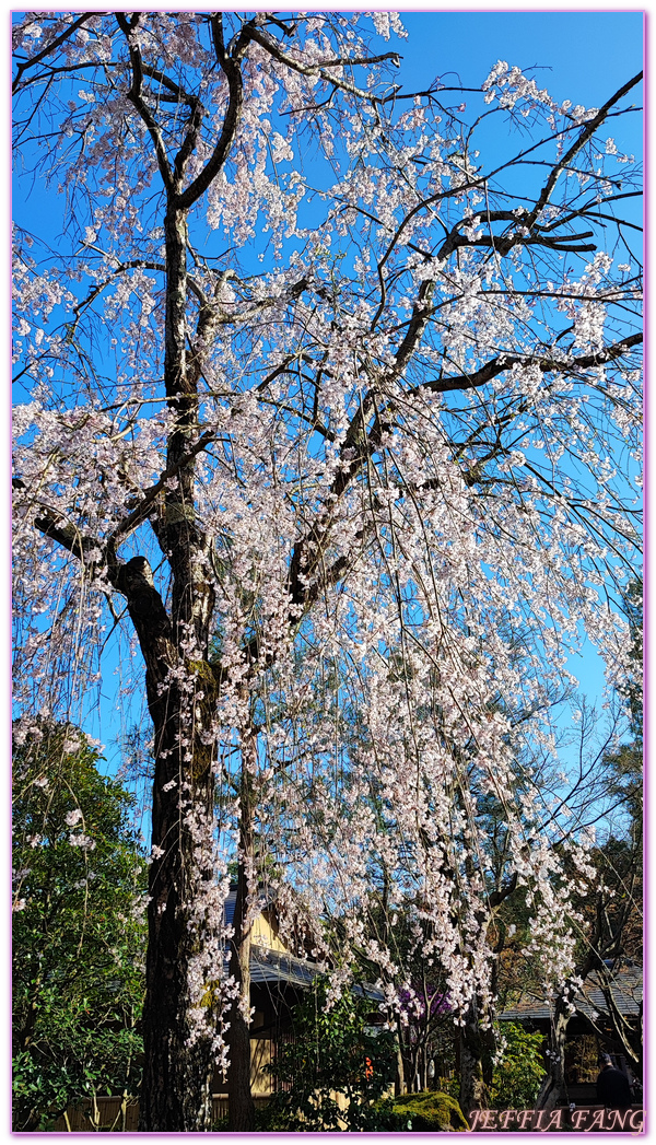 Shimane Ken,YUUSHIEN GARDEN,中國地方,山陰,島根人蔘,島根縣,日本旅遊,由志園,迴遊式庭園