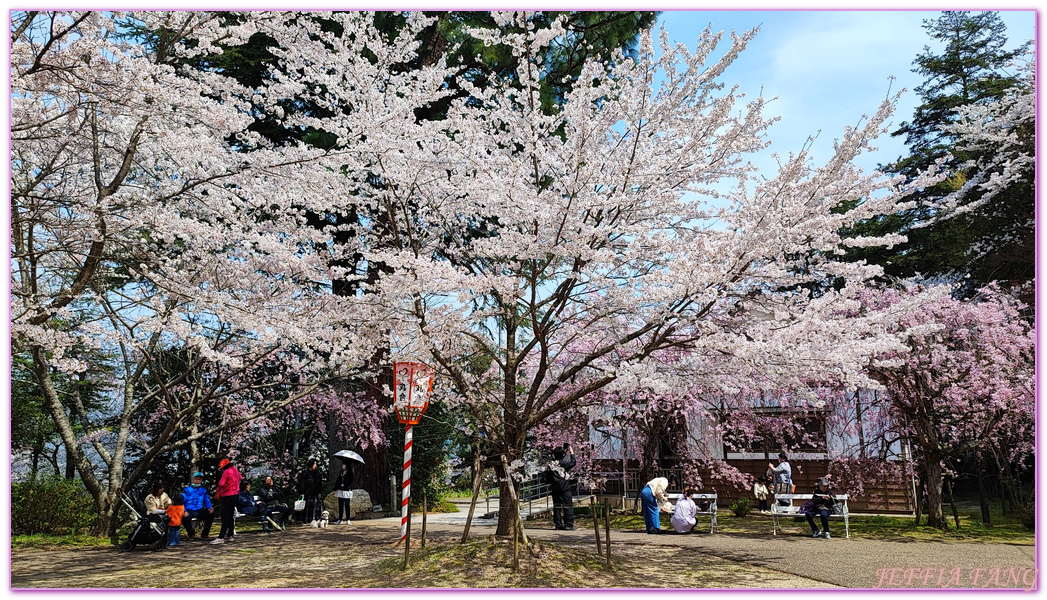 Kurayoshi,TOTTORI,倉吉市,倉吉打吹公園,日本旅遊,日本櫻花名所百選,鳥取