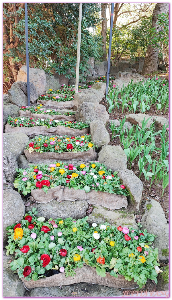 Shimane Ken,YUUSHIEN GARDEN,中國地方,山陰,島根人蔘,島根縣,日本旅遊,由志園,迴遊式庭園