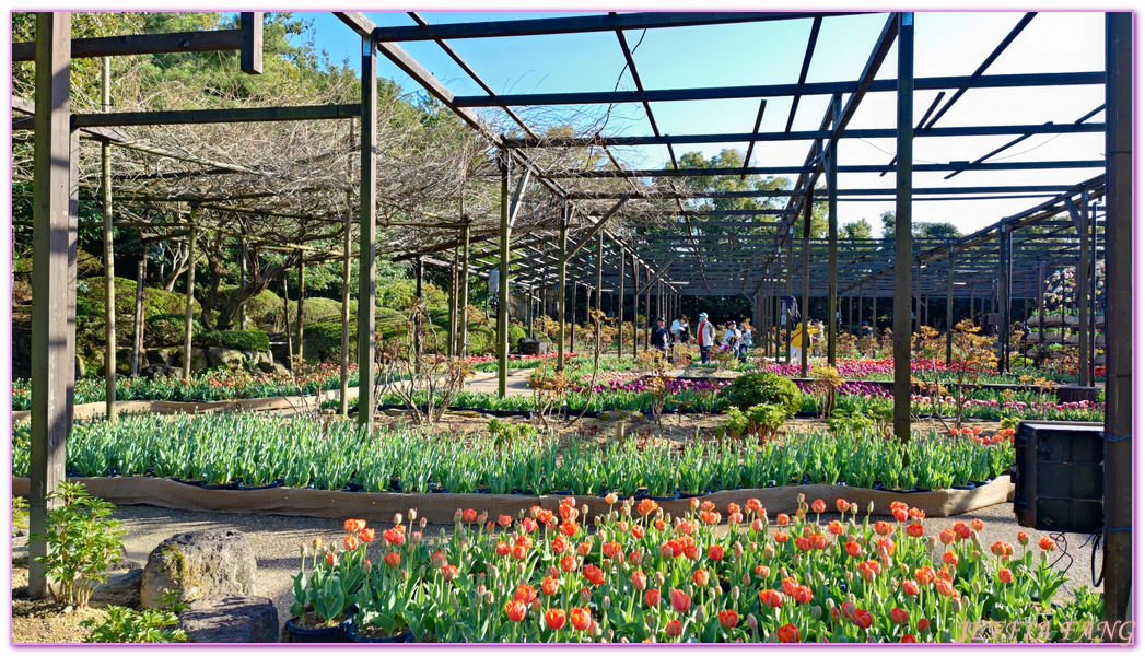 Shimane Ken,YUUSHIEN GARDEN,中國地方,山陰,島根人蔘,島根縣,日本旅遊,由志園,迴遊式庭園