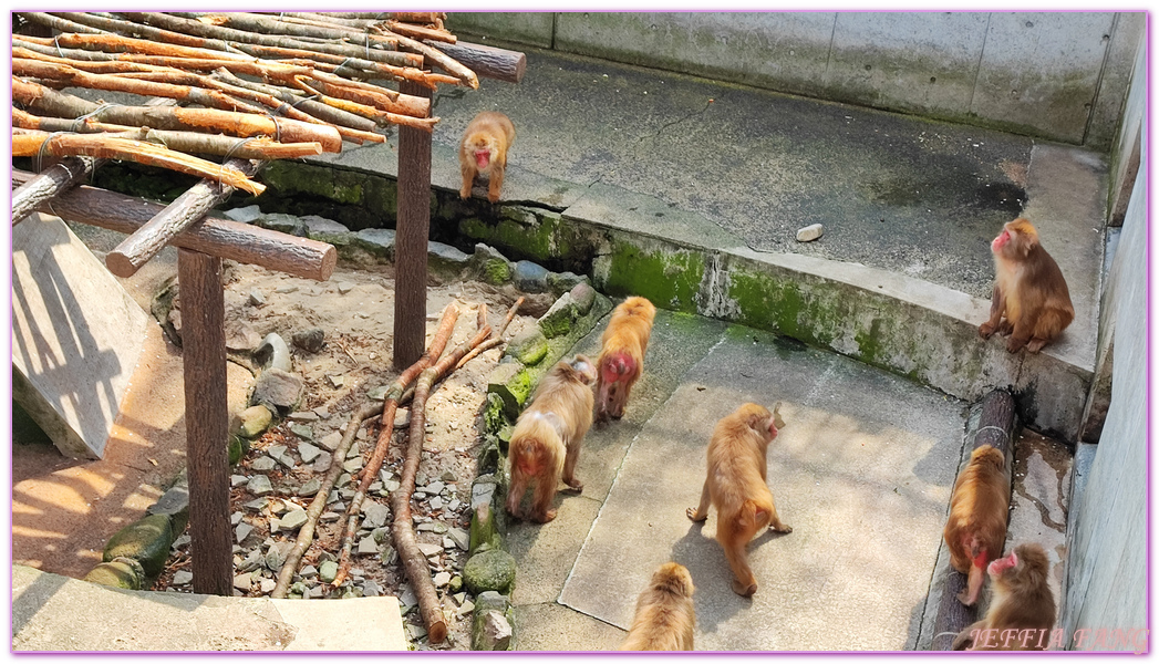 Kurayoshi,TOTTORI,倉吉市,倉吉打吹公園,日本旅遊,日本櫻花名所百選,鳥取