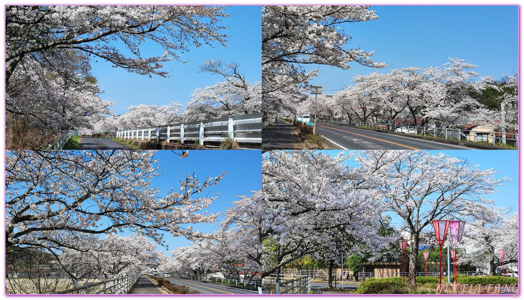 來次神社,山陰,島根縣,斐伊川堤防櫻花大道,日本旅遊,鳥取,鳳凰旅遊