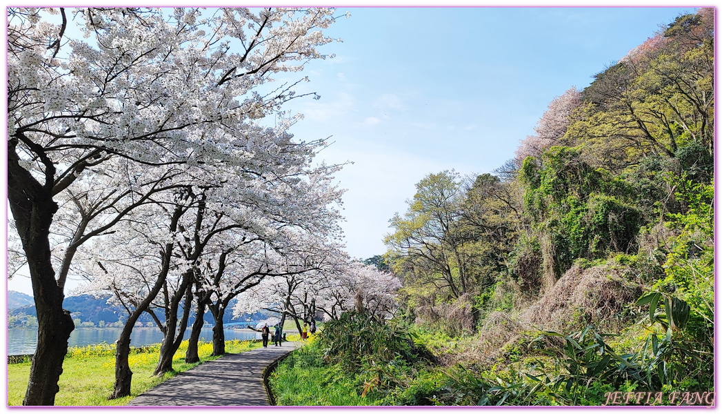 TOTTORI,山陰,日本旅遊,湖山池,青島,鳥取