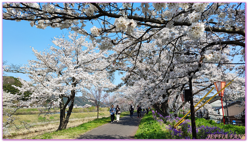 來次神社,山陰,島根縣,斐伊川堤防櫻花大道,日本旅遊,鳥取,鳳凰旅遊