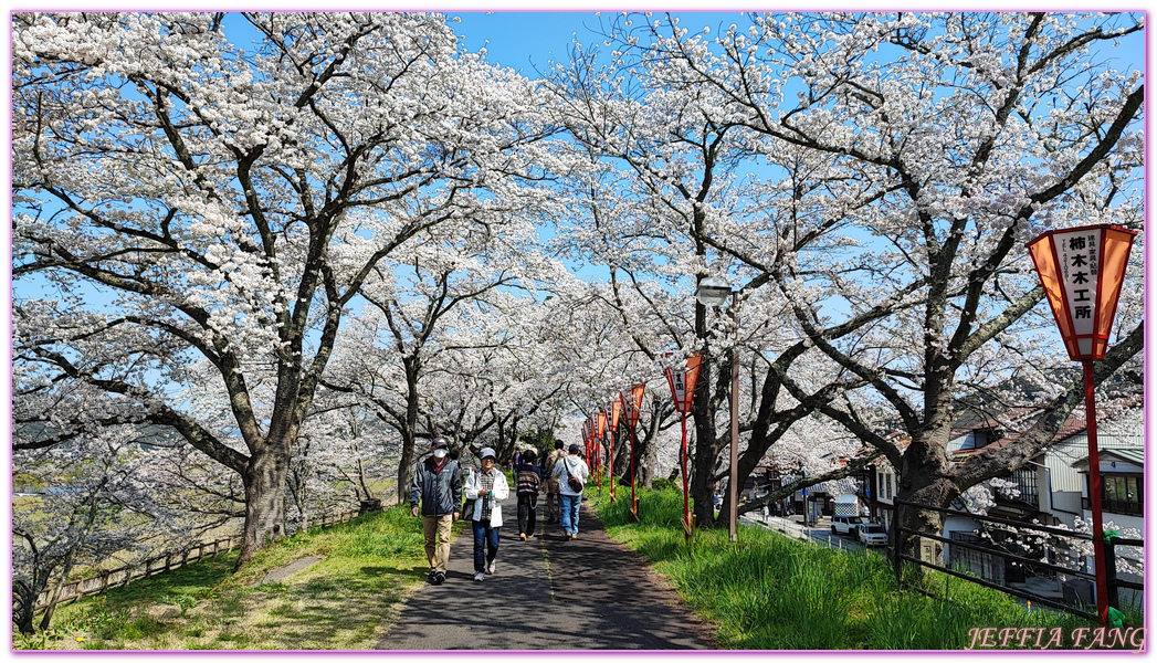 來次神社,山陰,島根縣,斐伊川堤防櫻花大道,日本旅遊,鳥取,鳳凰旅遊