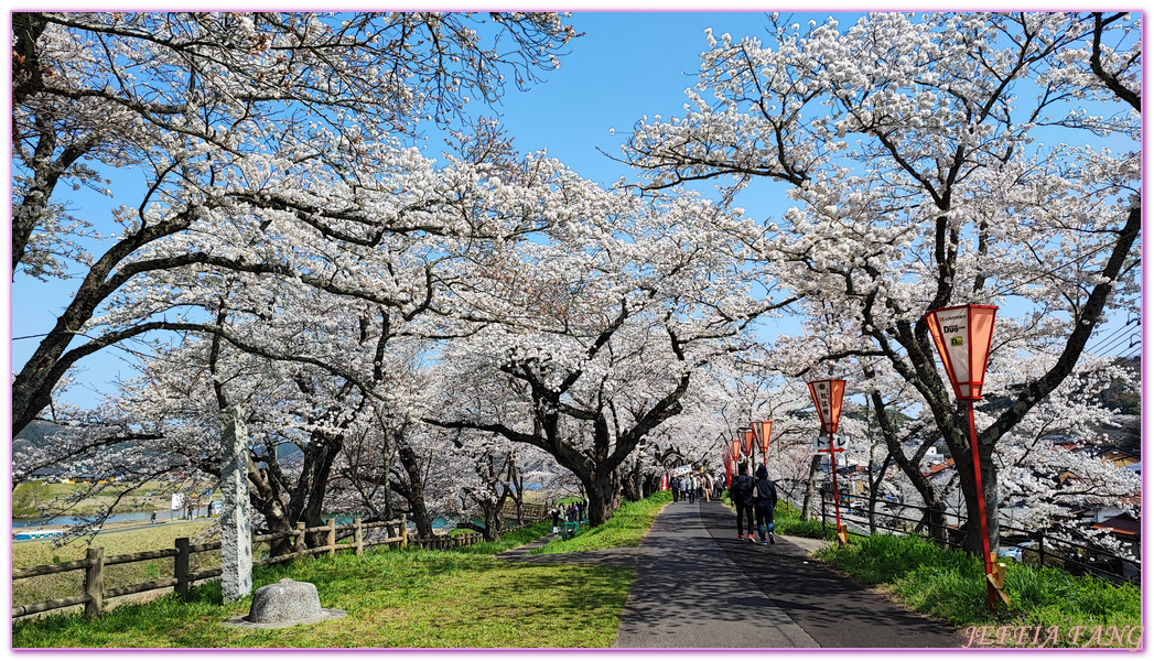 來次神社,山陰,島根縣,斐伊川堤防櫻花大道,日本旅遊,鳥取,鳳凰旅遊