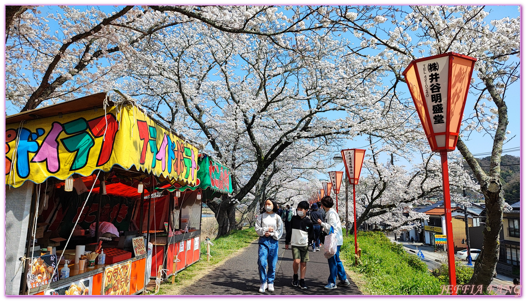 來次神社,山陰,島根縣,斐伊川堤防櫻花大道,日本旅遊,鳥取,鳳凰旅遊