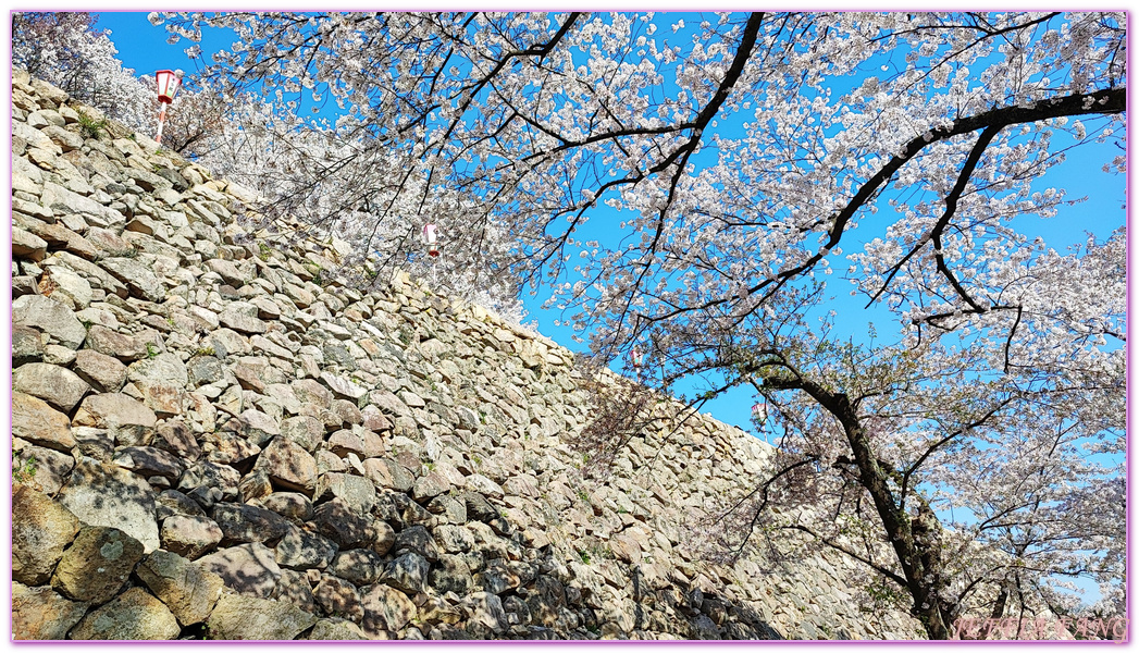 TOTTORI,久松公園,仁風閣,山陰,日本旅遊,日本櫻花百選,日本百選名城,鳥取,鳥取城跡