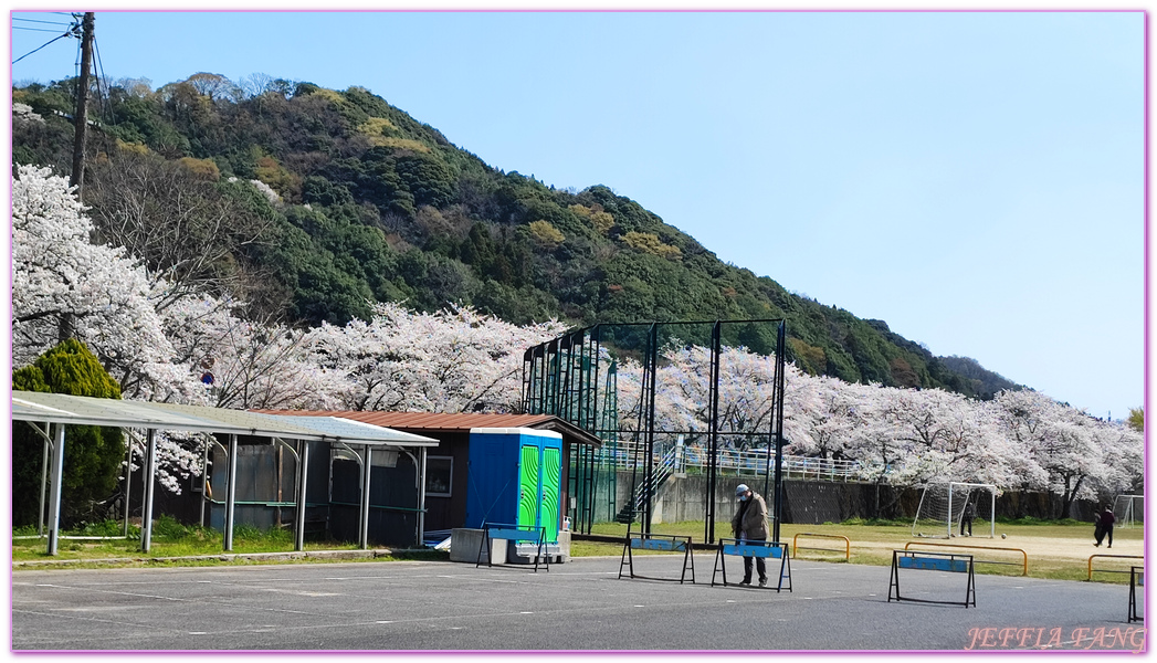 來次神社,山陰,島根縣,斐伊川堤防櫻花大道,日本旅遊,鳥取,鳳凰旅遊