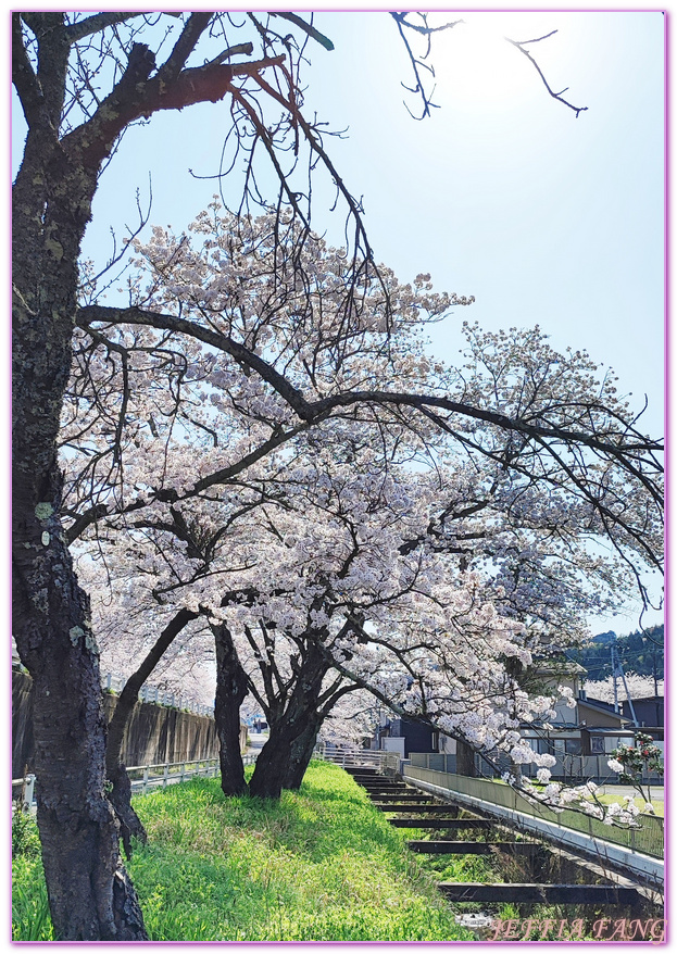 來次神社,山陰,島根縣,斐伊川堤防櫻花大道,日本旅遊,鳥取,鳳凰旅遊