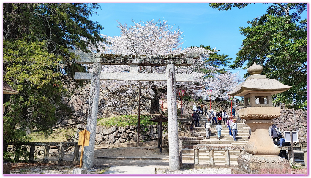 Matsure Castle,Shimane Ken,山陰旅遊,島根縣,日本旅遊,松江城,鳥取