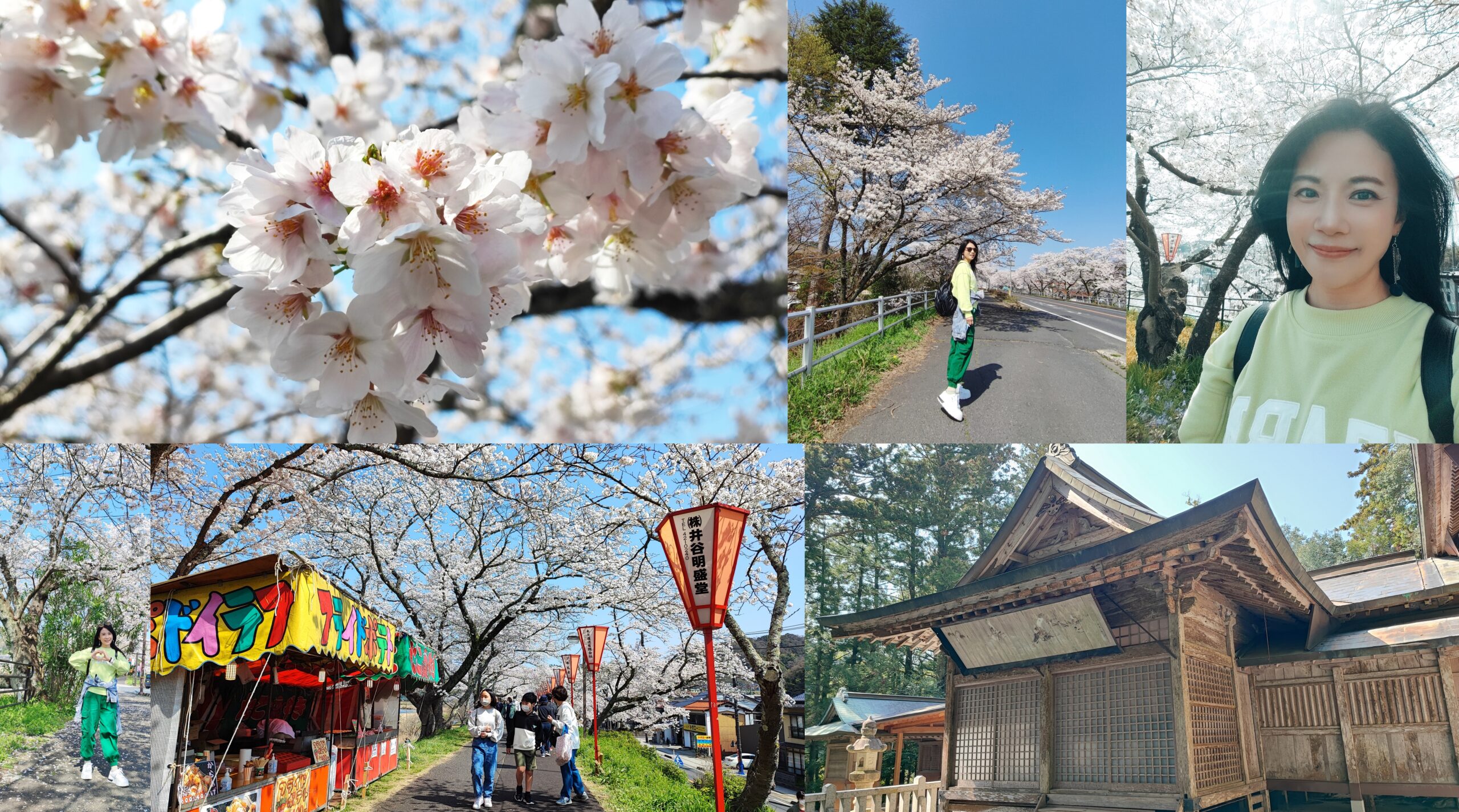 來次神社,山陰,島根縣,斐伊川堤防櫻花大道,日本旅遊,鳥取,鳳凰旅遊