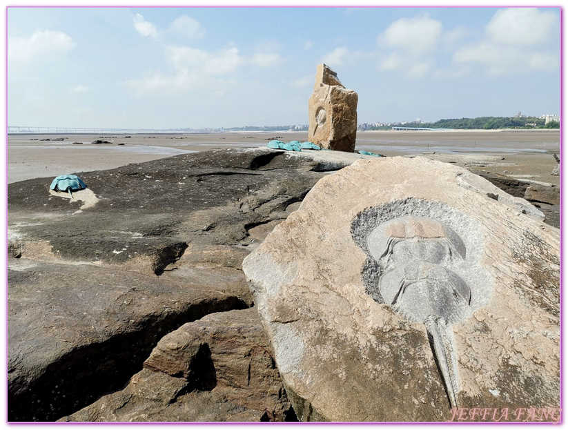 Kinmen,台灣旅遊,潮間帶生態,牡蠣人,金城鎮,金門,金門摩西分海