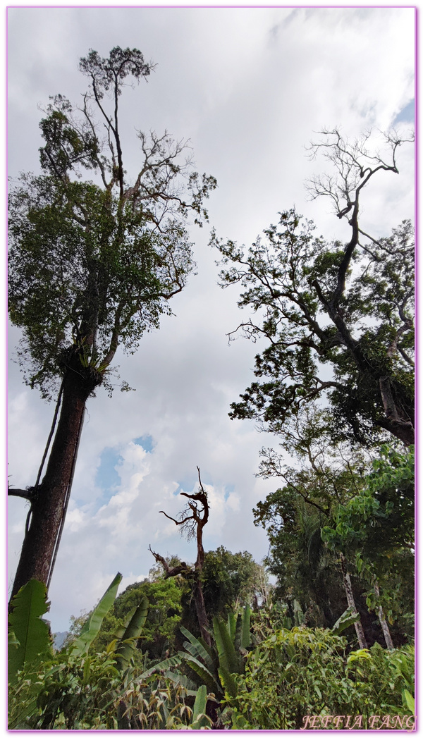 360度天空觀景步道Curtis Crest Tree Top Walk,The Habitat自然生態公園,升旗山Penang Hill,東南亞旅遊,森林吊橋,檳城Penang,檳城旅遊,馬來西亞旅遊