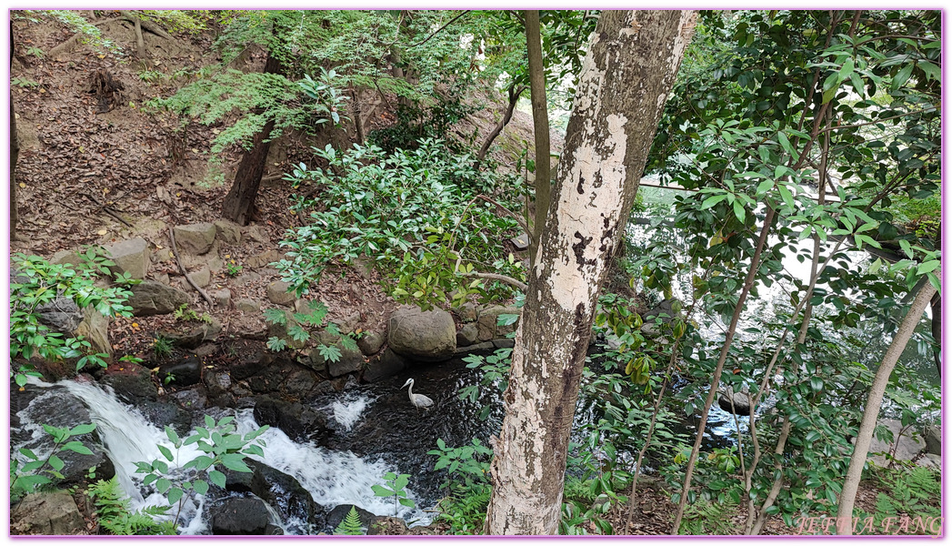 Okayama Korakuen Garden,岡山Okayama,岡山城,岡山後樂園,日本三大名園,日本旅遊,本州Honshu,米其林三星評價