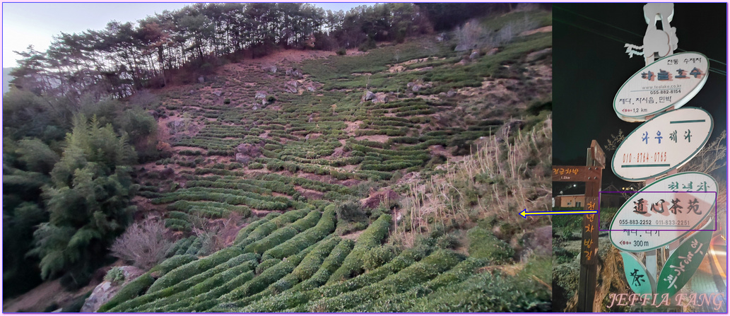 Gyeongsang-nam do,年輕人喜歡來拍照的茶園,慶尚南道,河東郡,細雀綠茶,道心茶園(도심다원),雨前綠茶,韓國旅遊,韓國綠茶