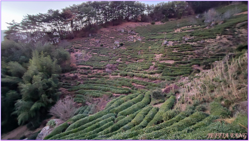 Gyeongsang-nam do,年輕人喜歡來拍照的茶園,慶尚南道,河東郡,細雀綠茶,道心茶園(도심다원),雨前綠茶,韓國旅遊,韓國綠茶