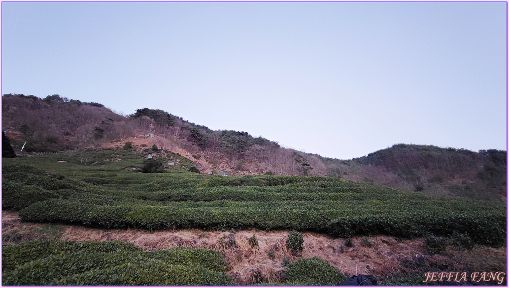 Gyeongsang-nam do,年輕人喜歡來拍照的茶園,慶尚南道,河東郡,細雀綠茶,道心茶園(도심다원),雨前綠茶,韓國旅遊,韓國綠茶