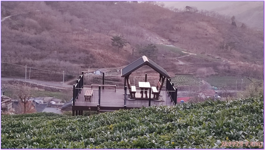 Gyeongsang-nam do,年輕人喜歡來拍照的茶園,慶尚南道,河東郡,細雀綠茶,道心茶園(도심다원),雨前綠茶,韓國旅遊,韓國綠茶