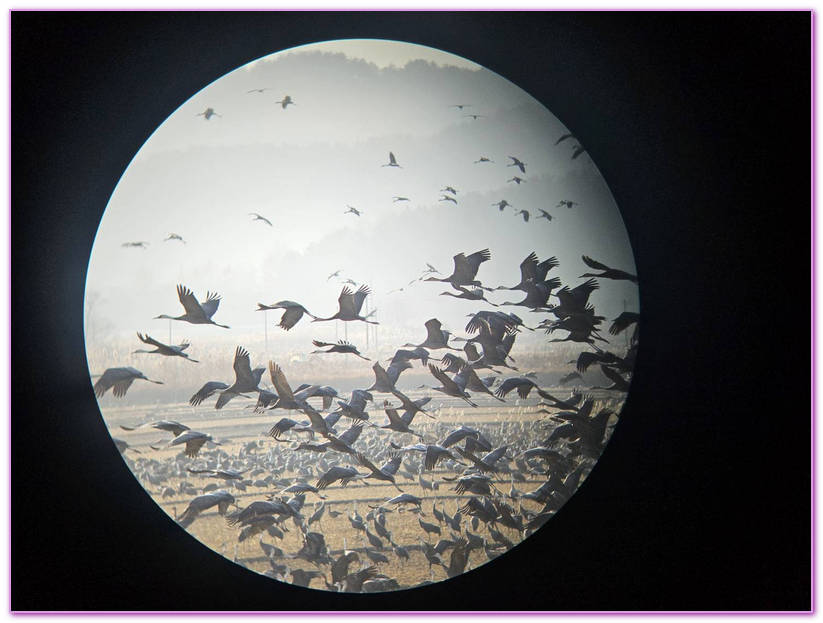 Suncheon Bay Wetland,全羅南道Jeollanam Do,全羅南道順天SUNCHEON,韓國旅遊,順天灣濕地,순천만습지